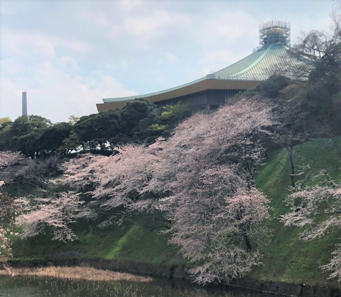 千鳥ヶ淵の桜（日本武道館横）